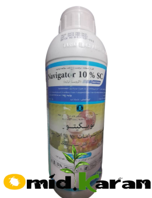 موونتو